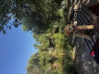 5 Aylık Dişi Toy Poodle