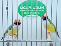 Her renk iri jumbo gouldian finch (Gökkuşağı İspinozu)
