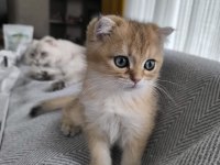 Golden 3 aylık erkek yavru kedim