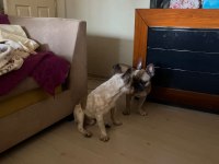Oyuncu ve hareketli french bulldog