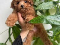 Toy Poodle Bebekler