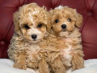 Yasal ruhsatlı çiftlikten maltipoo yavrular