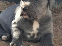 SILVER BLUE YANI GUMUS VE MAVI GOZLU NUN EN GUZELLERI