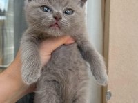 Brıtısh shorthair kedisi Antalya