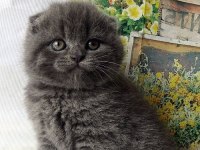Scottish Fold Yavrularımız Evinizin Neşesi Olacaktır