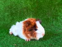 Sevimli guinea pigler