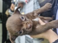 Şivava yavru köpeğimiz