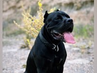 Şecereli anneden cane corso
