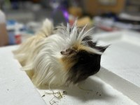 Ginepig Ailesi
