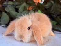 ORJINAL HOLLANDA TEDDY LOP TAVŞAN YAVRULARIMIZ