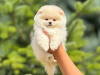 Pofuduk pomeranian yavrularımız