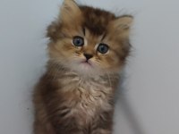 British longhair golden