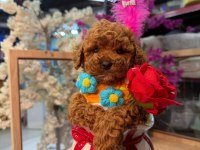 Toy Poodle Yavrusu Küçük ve A Kalite