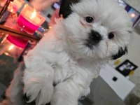 Safkan Dişi Shih Tzu 2 Aylık