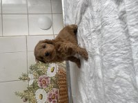 TEACUP VE 0 NO MALTİPOO BEBEKLERİM