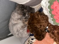 6 aylık poodle çipli tüm aşıları tam pasaportlu poodle