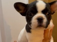 FRANSİZ BULLDOG YAVRULAR İZMİR