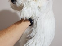 Dişi terrier maltese çok tatlı bir arkadaş