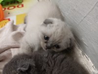 Scottish fold yavru