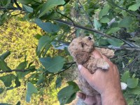 Toy poodle yavrumuz yeni ailesi ne gitmeye hazırdır