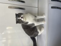 Scottish Fold Dişi