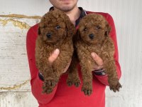 Koyu Renk Toy Poodle Yavrular