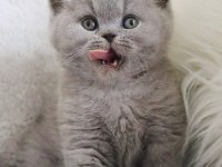 Vazgeçilmez Gri British Shorthair Yavrumuz