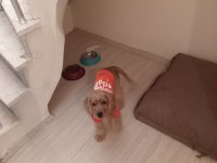 4 aylık erkek yavru american cocker