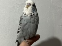 Şov muhabbet kuşu yavrular