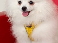 POMERANİAN BOO ERKEK KARNESİ VAR