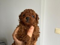 Kore kan red poodle