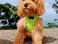 Toy poodle