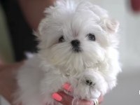 Mini Maltese Bebekleri