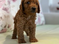 Toy poodle yavrularım