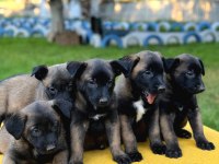 Irk ve Saglık Garantili Malinois Yavrular