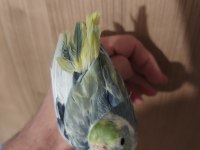 Forpus yavru