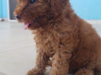 Safkan toy poodle yavruları