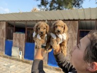 Dev poodle çok şirin yavrular ruhsatlı çiftlik 