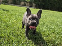 Blue French Bulldog Yavruları