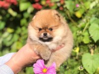 TEDDY BEAR POMERANİAN YAVRULARI