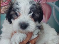 Yakışıklı Şampiyon Maltese Terrier