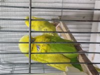 Damızlık jumbo erkek ve dişiler show jumbo erkek muhabbet