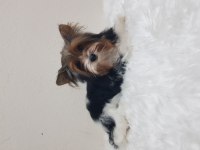 Disi biewee yorkshire terrier