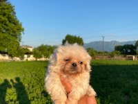 Bal Köpüğü ve Süt Beyazı Yavru Köpekler