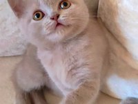 Şekerilinkoo Dişi Lilac Renk Kedimiz