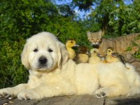 Golden Retriever Yavrular Canlı Görerek Alabilirsiniz