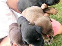 Irk garantili Doberman