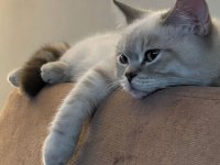 3 yaşında dişi british shorthair