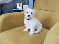 3 AYLIK MALTİPOO ERKEK CASPER KÖPEĞİMİZ