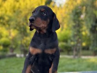 50 günlük a kalite dev doberman yavruları